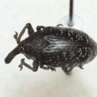 Larinus (Phyllonomeus) sturnus
