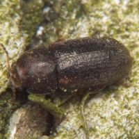 Ciidae
