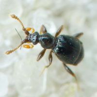 Bryaxis bulbifer