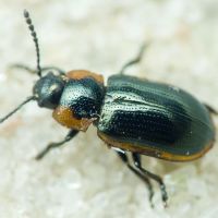 Prasocuris (Hydrothassa) marginella