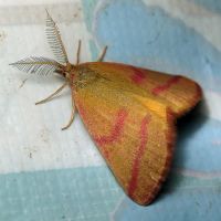 Lythria purpuraria