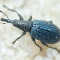 Apioninae