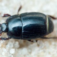 Platysoma compressum