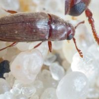 Throscidae
