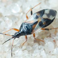 Anthocoris nemoralis
