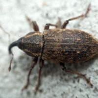 Tournotaris bimaculatus