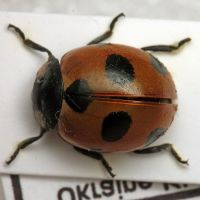 Coccinella magnifica