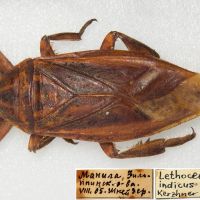 Lethocerus indicus