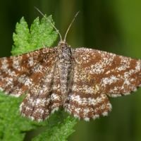 Ematurga atomaria