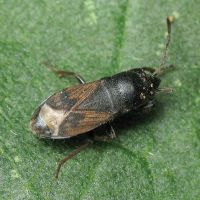Megalonotus chiragra