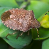 Peribalus strictus vernalis