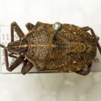 Halys frondosa