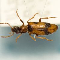 Notoxus monoceros