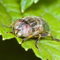 Eristalinus aeneus