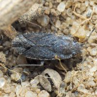 Gonianotus marginepunctatus