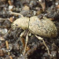 Sciaphilus asperatus