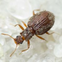 Stephostethus angusticollis