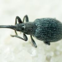 Hemitrichapion reflexum