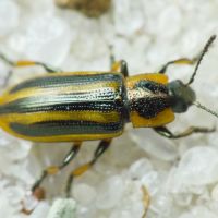 Prasocuris (Prasocuris) phellandrii