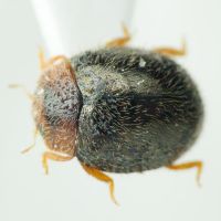 Rhyzobius lophanthae