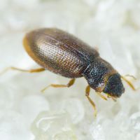 Hydraena (Hydraena) palustris