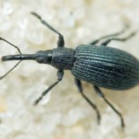 Stenopterapion (Stenopterapion) meliloti