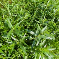 Phlomis pungens