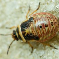 Platyplax salviae