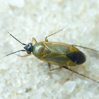 Plagiognathus