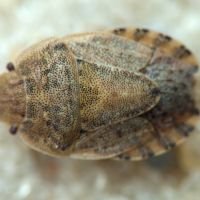 Sciocoris macrocephalus