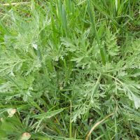Artemisia absinthium