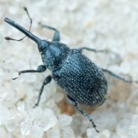Rhinusa asellus