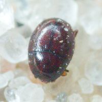 Acritus minutus