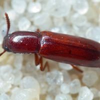 Corticeus (Corticeus) unicolor