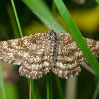 Ematurga atomaria
