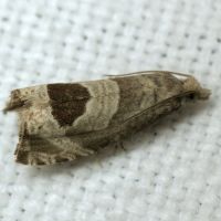 Notocelia uddmanniana