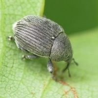 Miarus campanulae