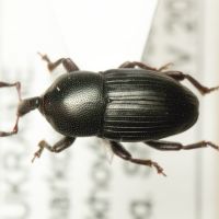 Melanobaris carbonaria