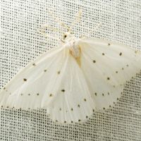 Orthostixis cribraria