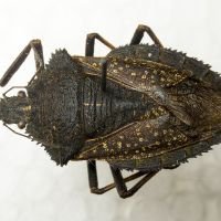 Mustha spinosula