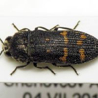 Acmaeoderella flavofasciata flavofasciata