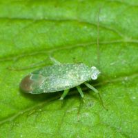 Orthotylus flavosparsus