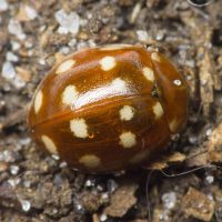 Calvia quatuordecimguttata