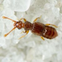 Euplectus nanus/kirbyi