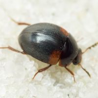 Anisotoma humeralis
