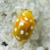 Vibidia duodecimguttata