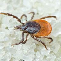 Ixodes