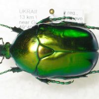 Protaetia aeruginosa