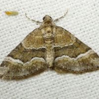 Perizoma bifaciata
