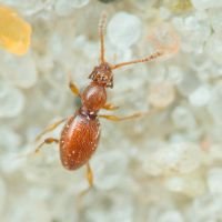 Scydmaenus hellwigii